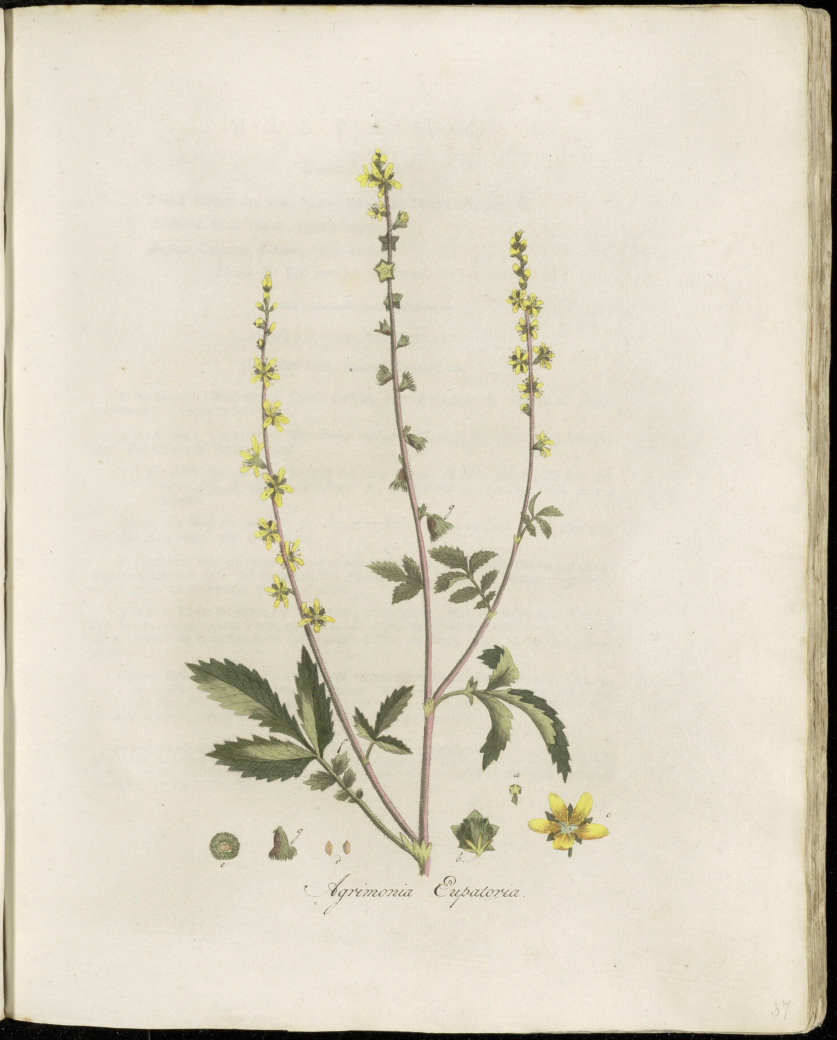 Agrimony (Egremwàn) — Agrimonia eupatoria, used in Haitian and Caribbean herbal tradition