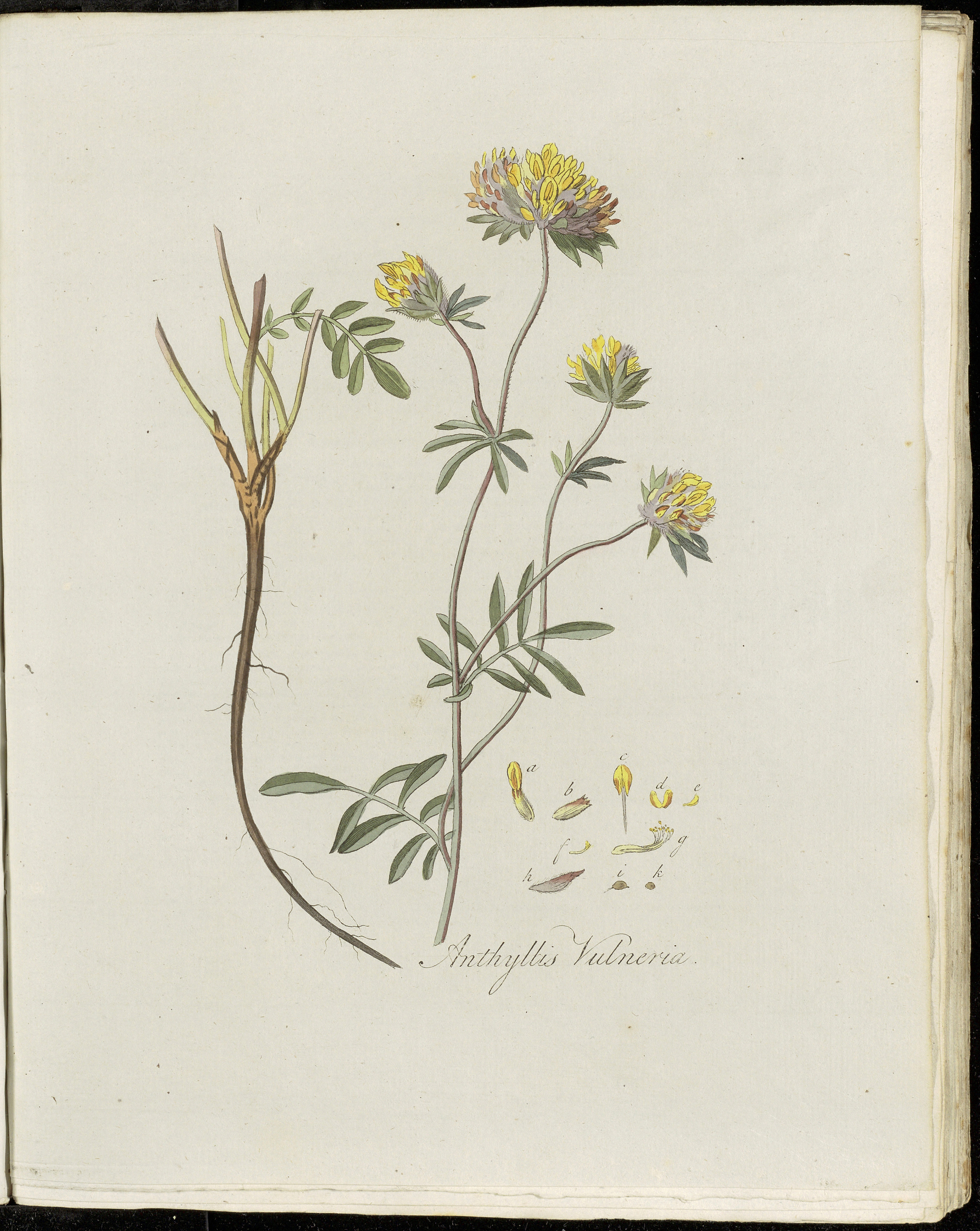 Milk vetch (Zèb maleng) — Anthyllis vulneraria, used in Haitian and Caribbean herbal tradition