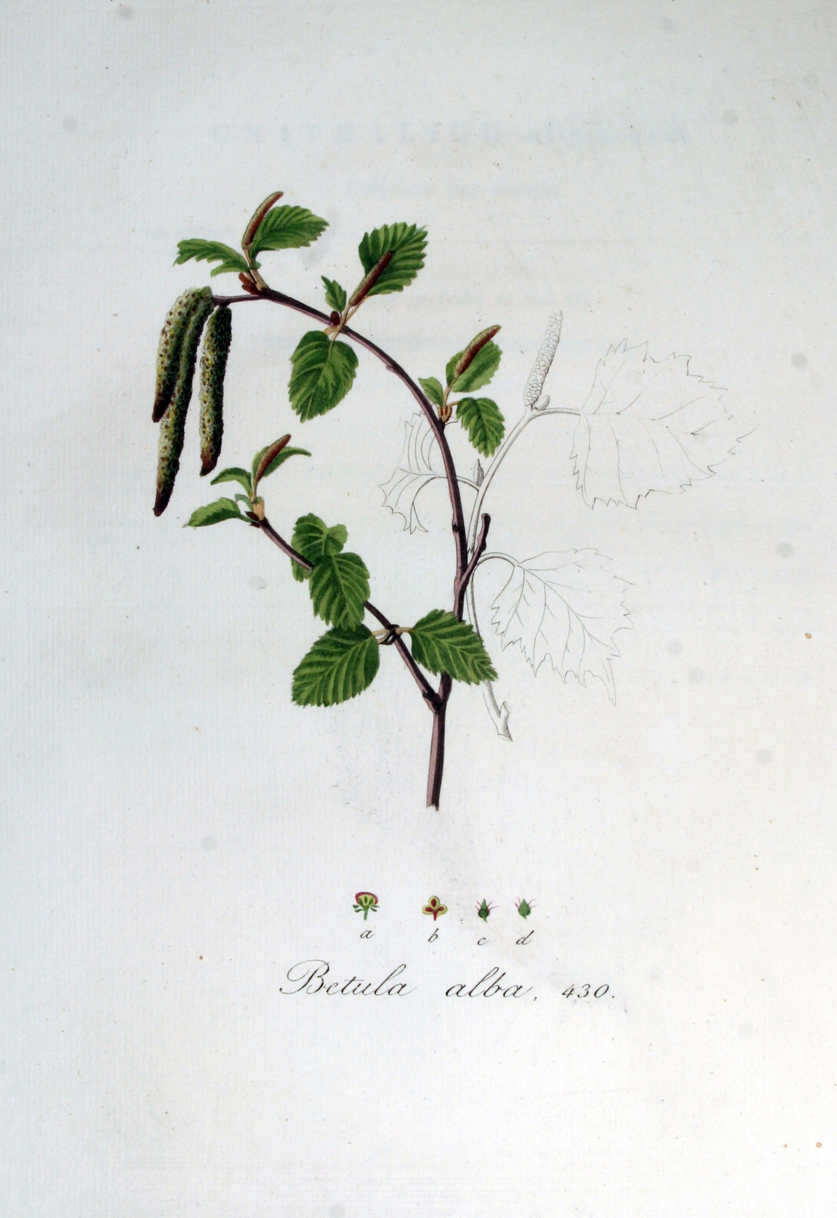 Birch (Boulèch) — Betula alba, used in Haitian and Caribbean herbal tradition