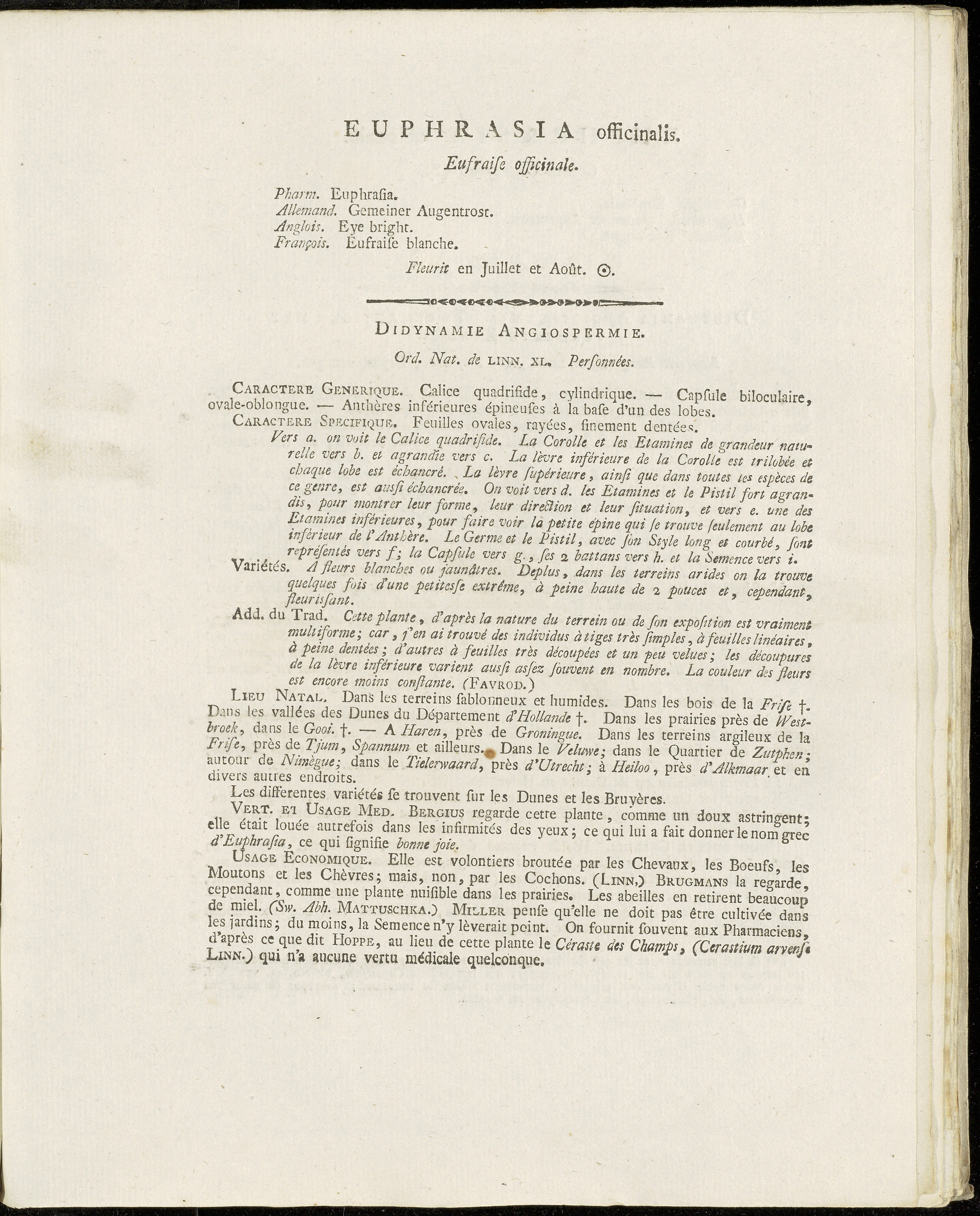 Eyebright (Zè klè) — Euphrasia officinalis, used in Haitian and Caribbean herbal tradition
