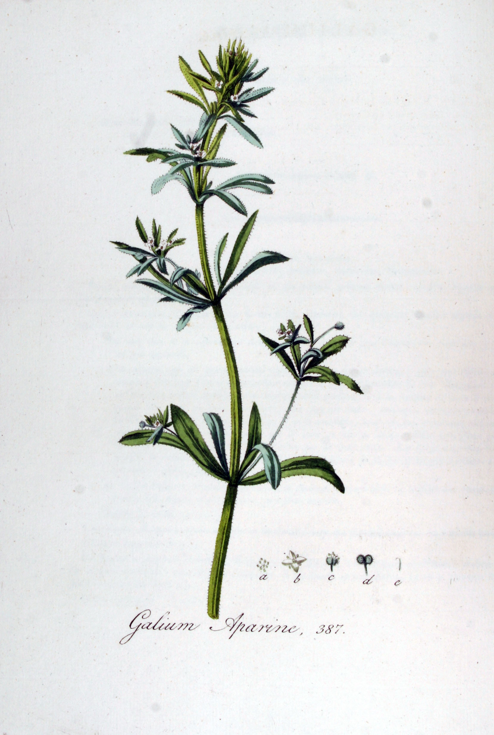 Cleavers (Gayet) — Galium aparine, used in Haitian and Caribbean herbal tradition