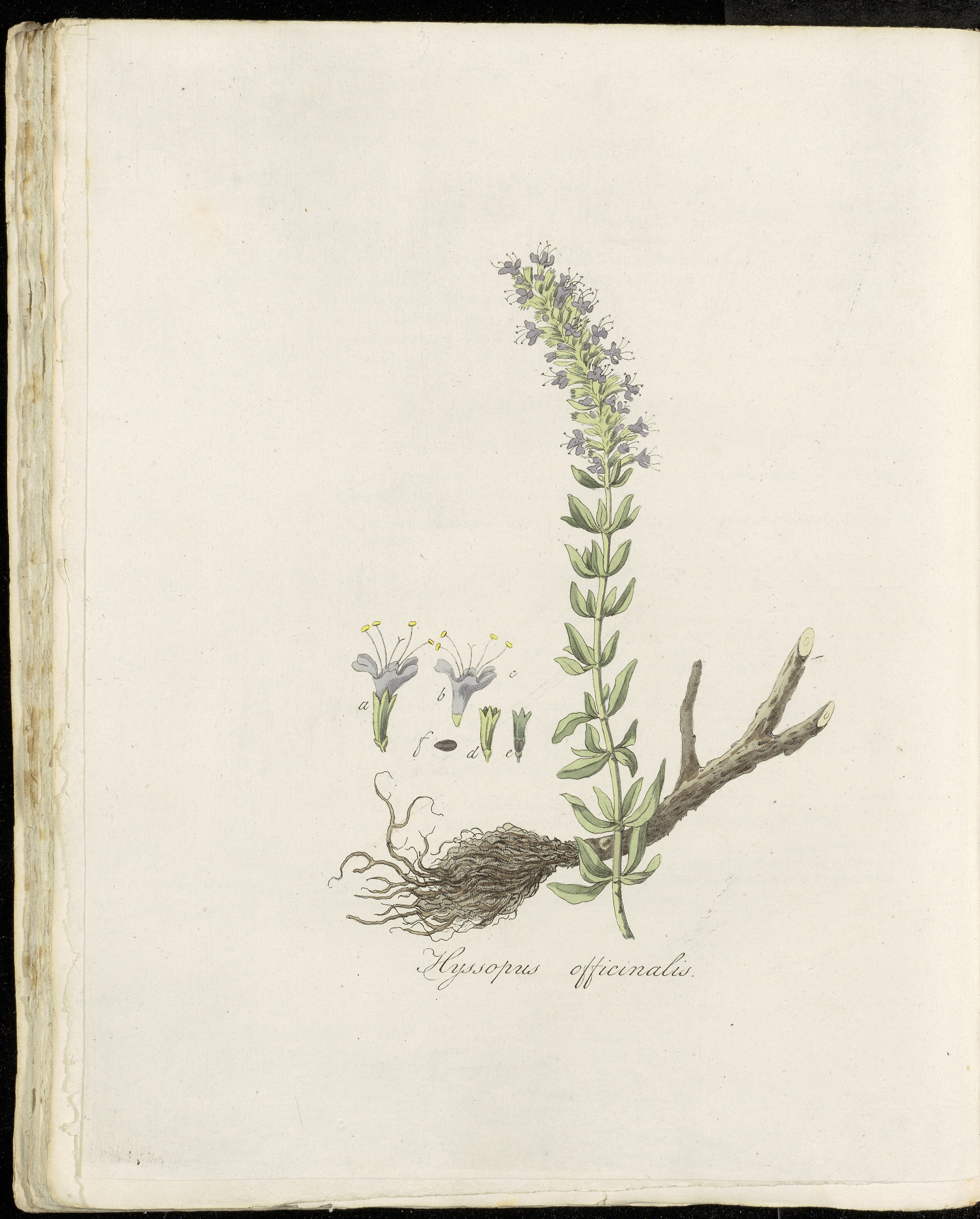Hyssop (Izòp) — Hyssopus officinalis, used in Haitian and Caribbean herbal tradition