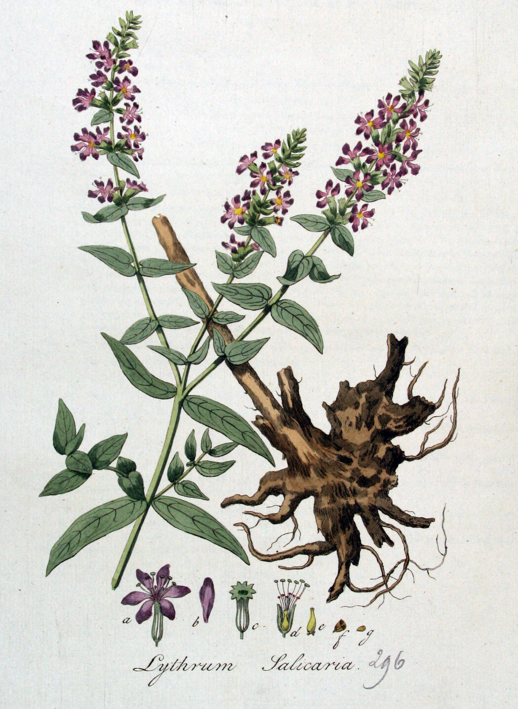 Purple loosestrife (Salicaire) — Lythrum salicaria, used in Haitian and Caribbean herbal tradition