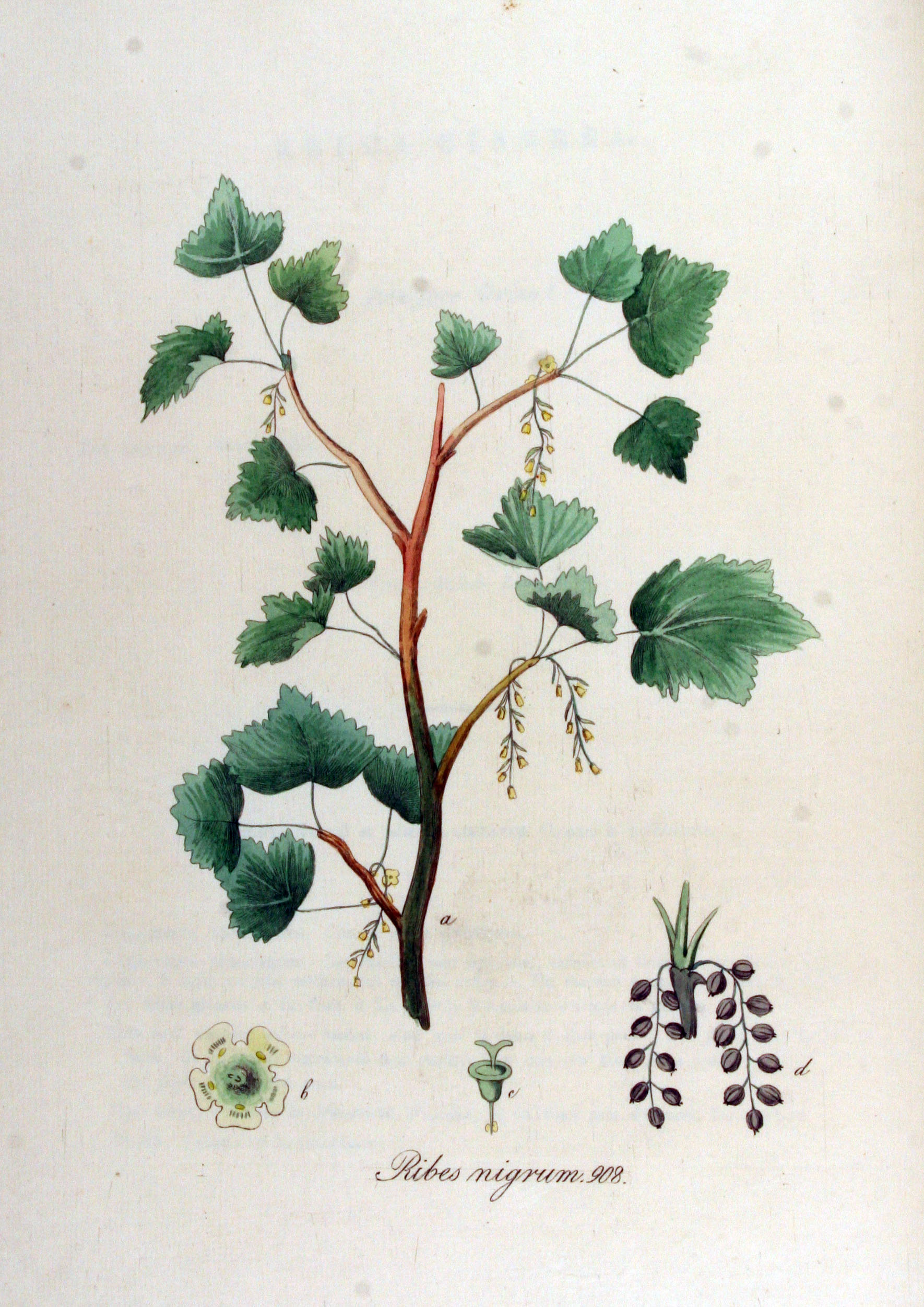 Blackcurrant (Groseye nwa) — Ribes nigrum, used in Haitian and Caribbean herbal tradition