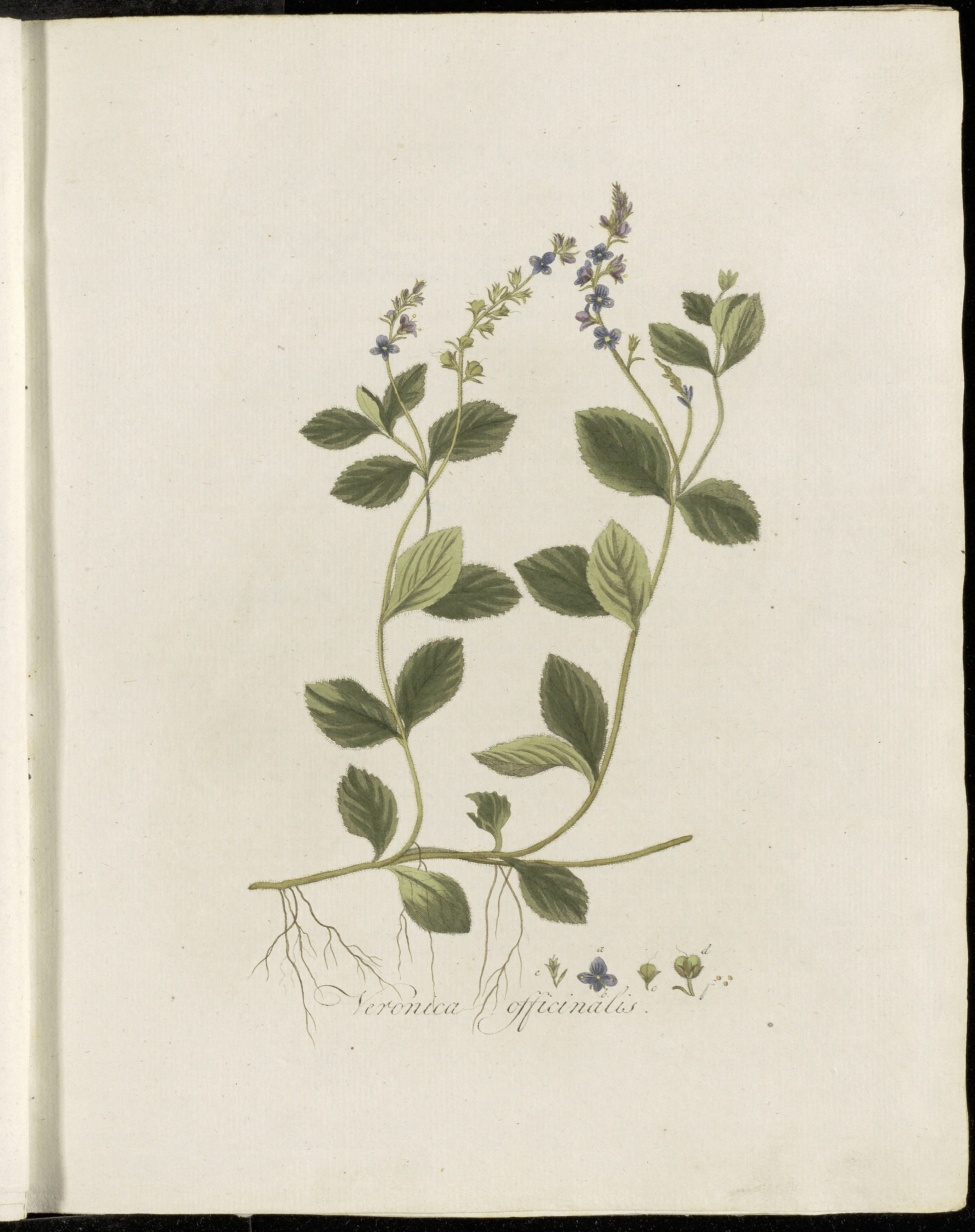 Speedwell (Vewonik) — Veronica officinalis, used in Haitian and Caribbean herbal tradition