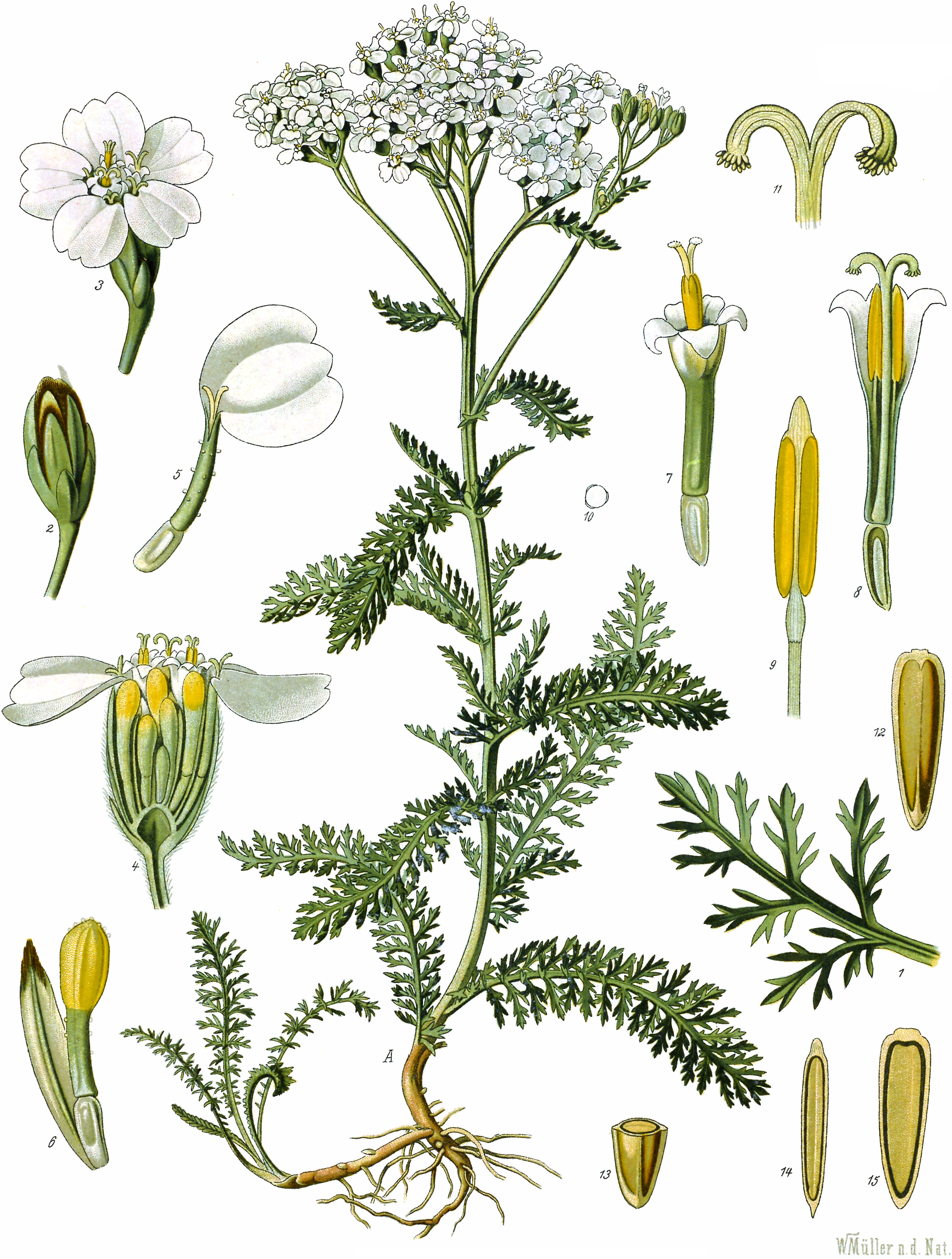 Yarrow (Milfèy) — Achillea millefolium, used in Haitian and Caribbean herbal tradition