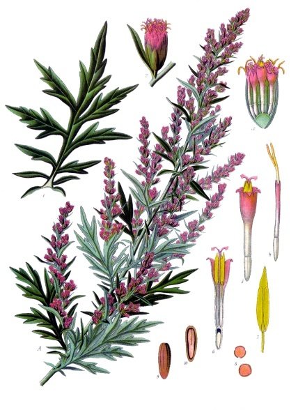 Mugwort (Amwaz) — Artemisia vulgaris, used in Haitian and Caribbean herbal tradition