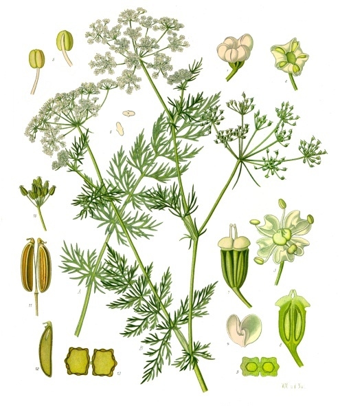 Caraway (Karavi) — Carum carvi, used in Haitian and Caribbean herbal tradition