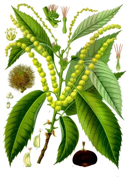 Sweet chestnut (Chèten) — Castanea sativa, used in Haitian and Caribbean herbal tradition