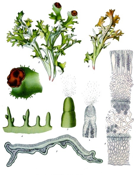 Iceland moss (Mous Islann) — Cetraria islandica, used in Haitian and Caribbean herbal tradition