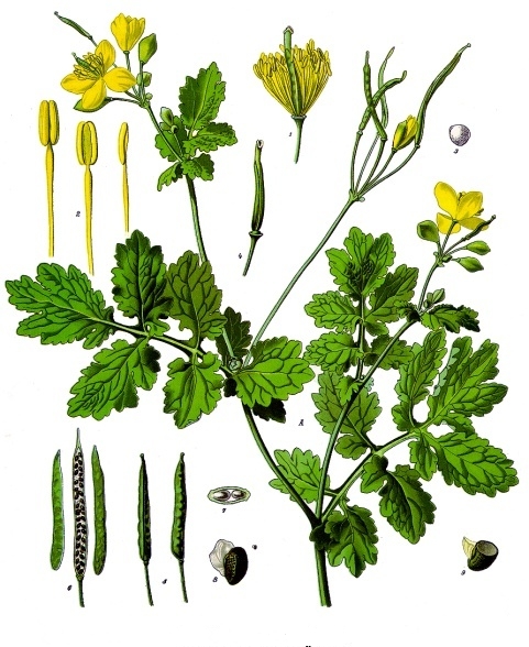 Greater celandine (Chelidonn) — Chelidonium majus, used in Haitian and Caribbean herbal tradition