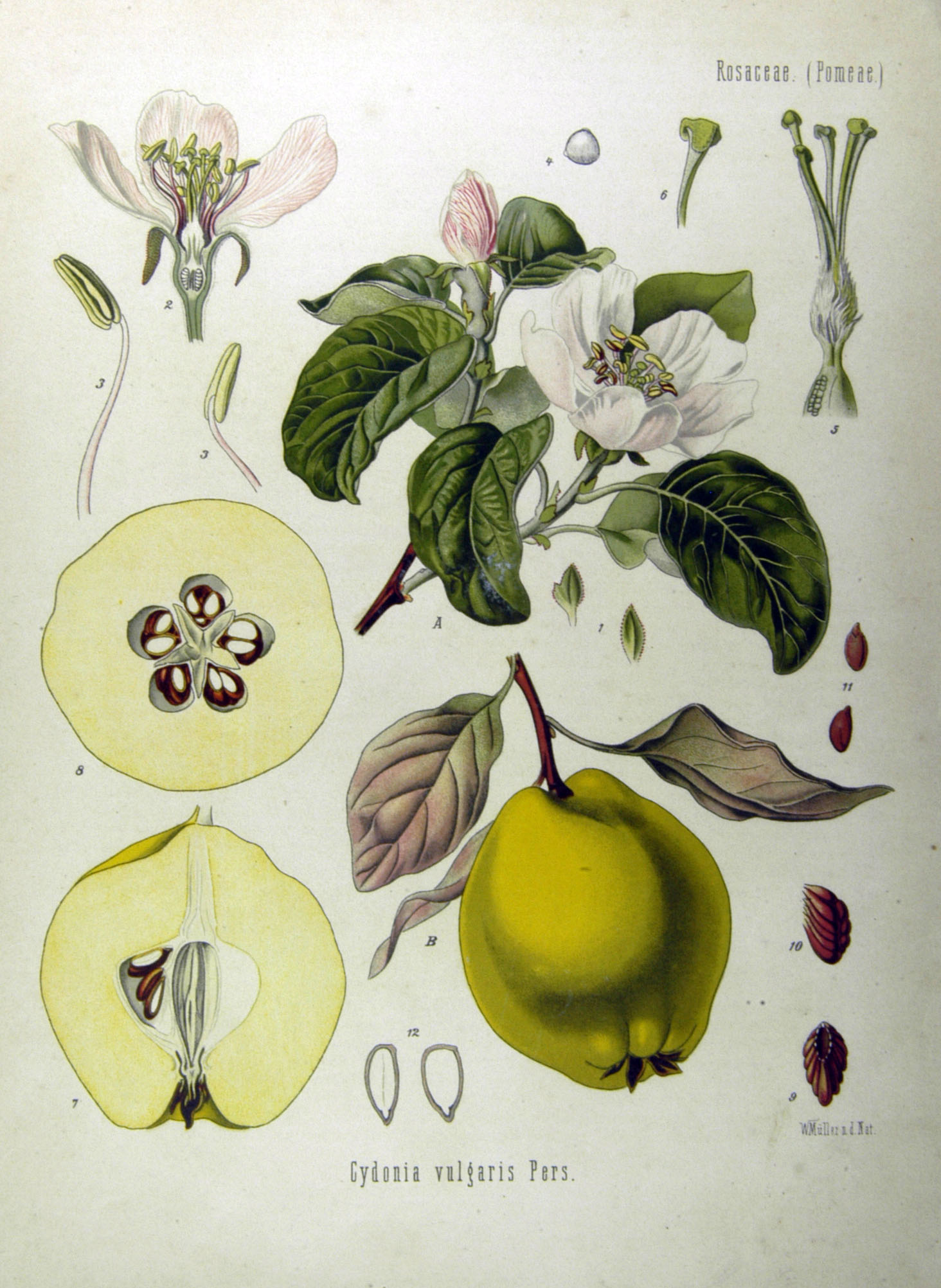 Quince (Kwen) — Cydonia oblonga, used in Haitian and Caribbean herbal tradition