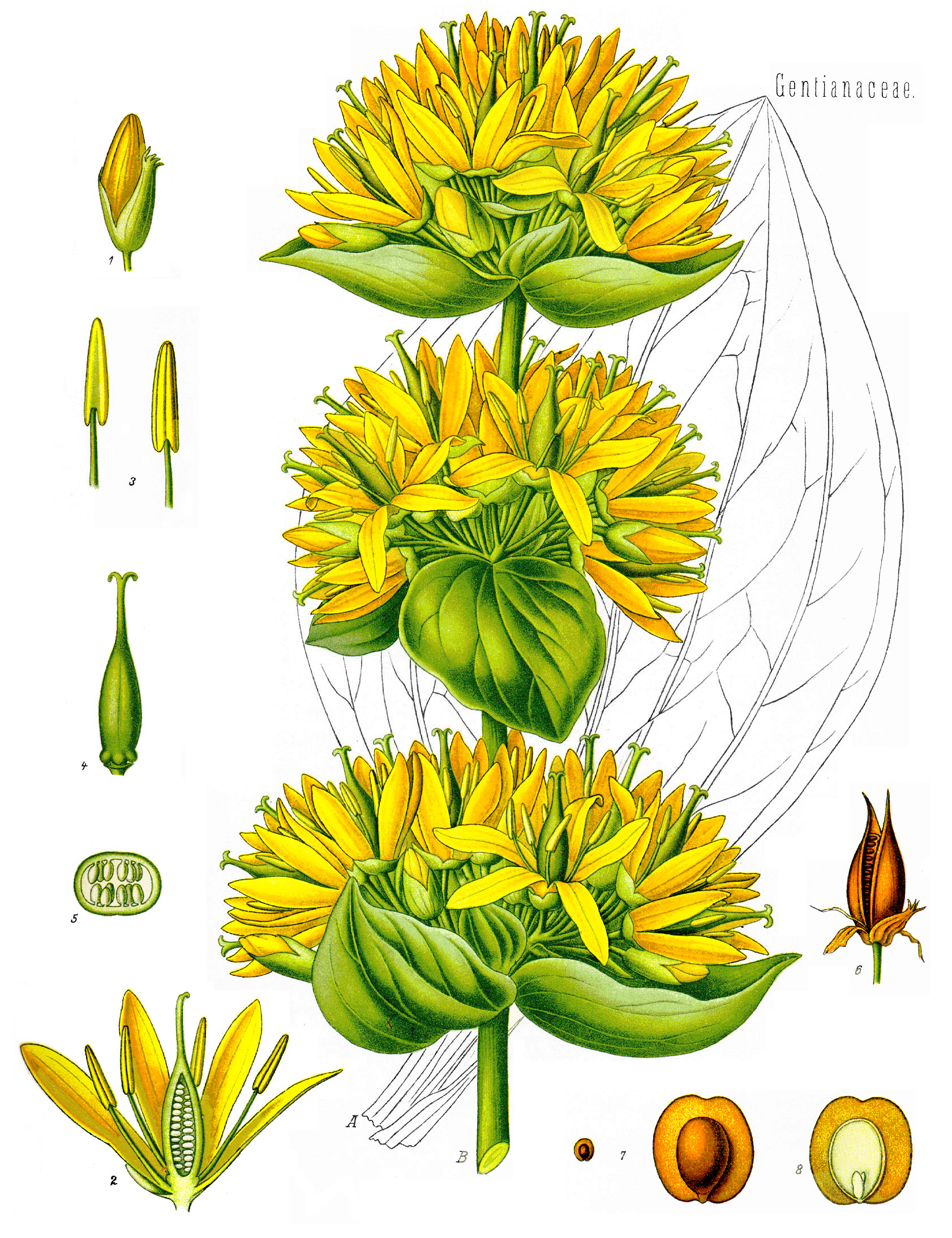 Yellow gentian (Jantyàn jòn) — Gentiana lutea, used in Haitian and Caribbean herbal tradition