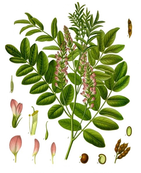 Licorice (Reglès) — Glycyrrhiza glabra, used in Haitian and Caribbean herbal tradition