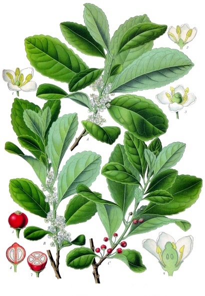 Yerba maté (Mate) — Ilex paraguariensis, used in Haitian and Caribbean herbal tradition