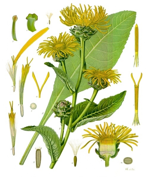 Elecampane (Onè) — Inula helenium, used in Haitian and Caribbean herbal tradition