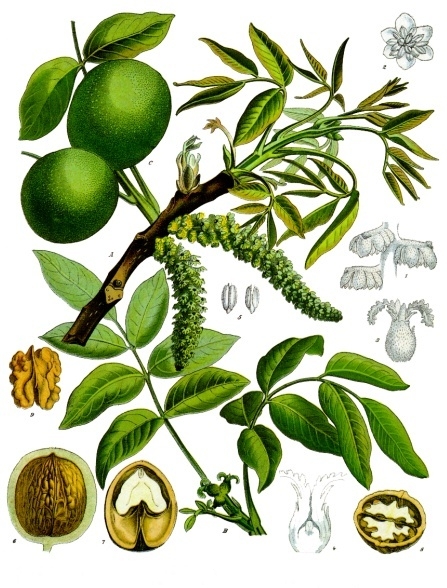 Walnut (Nwa) — Juglans regia, used in Haitian and Caribbean herbal tradition