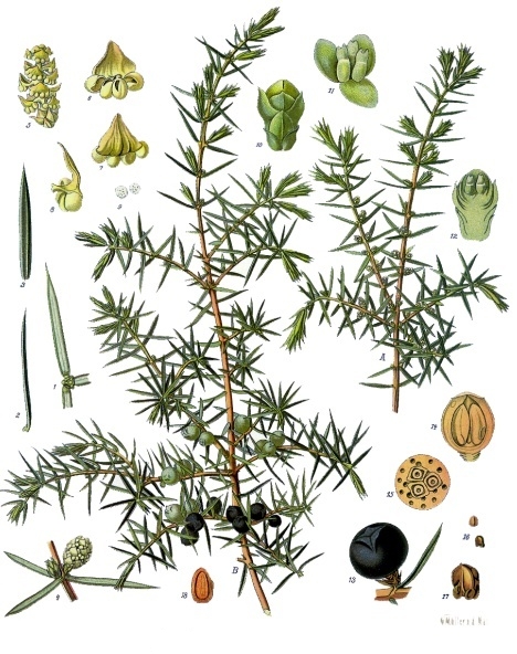 Juniper (Jenepye) — Juniperus communis, used in Haitian and Caribbean herbal tradition