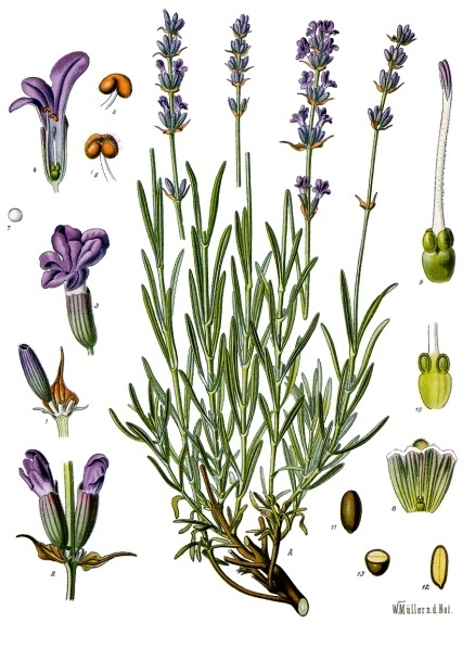 Lavender (lavann) — Lavandula angustifolia, used in Haitian and Caribbean herbal tradition
