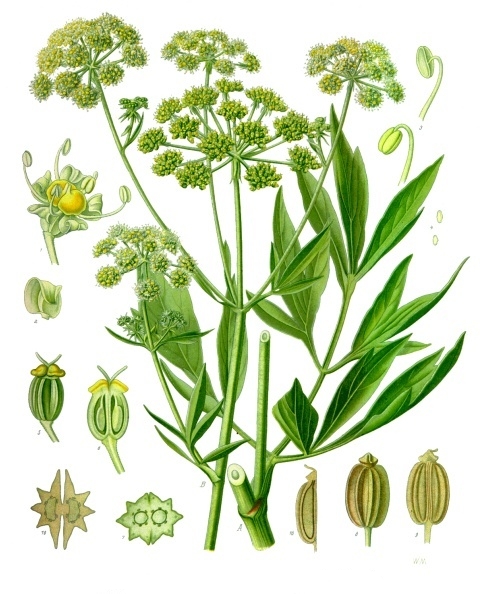 Lovage (Livèch) — Levisticum officinale, used in Haitian and Caribbean herbal tradition