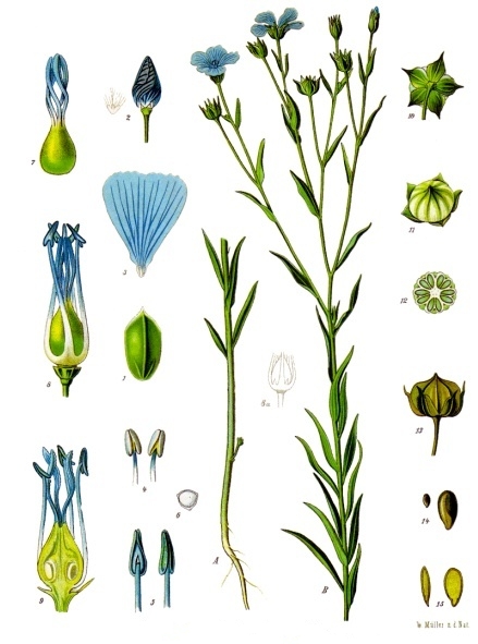 Flaxseed / Linseed (grenn lin) — Linum usitatissimum, used in Haitian and Caribbean herbal tradition