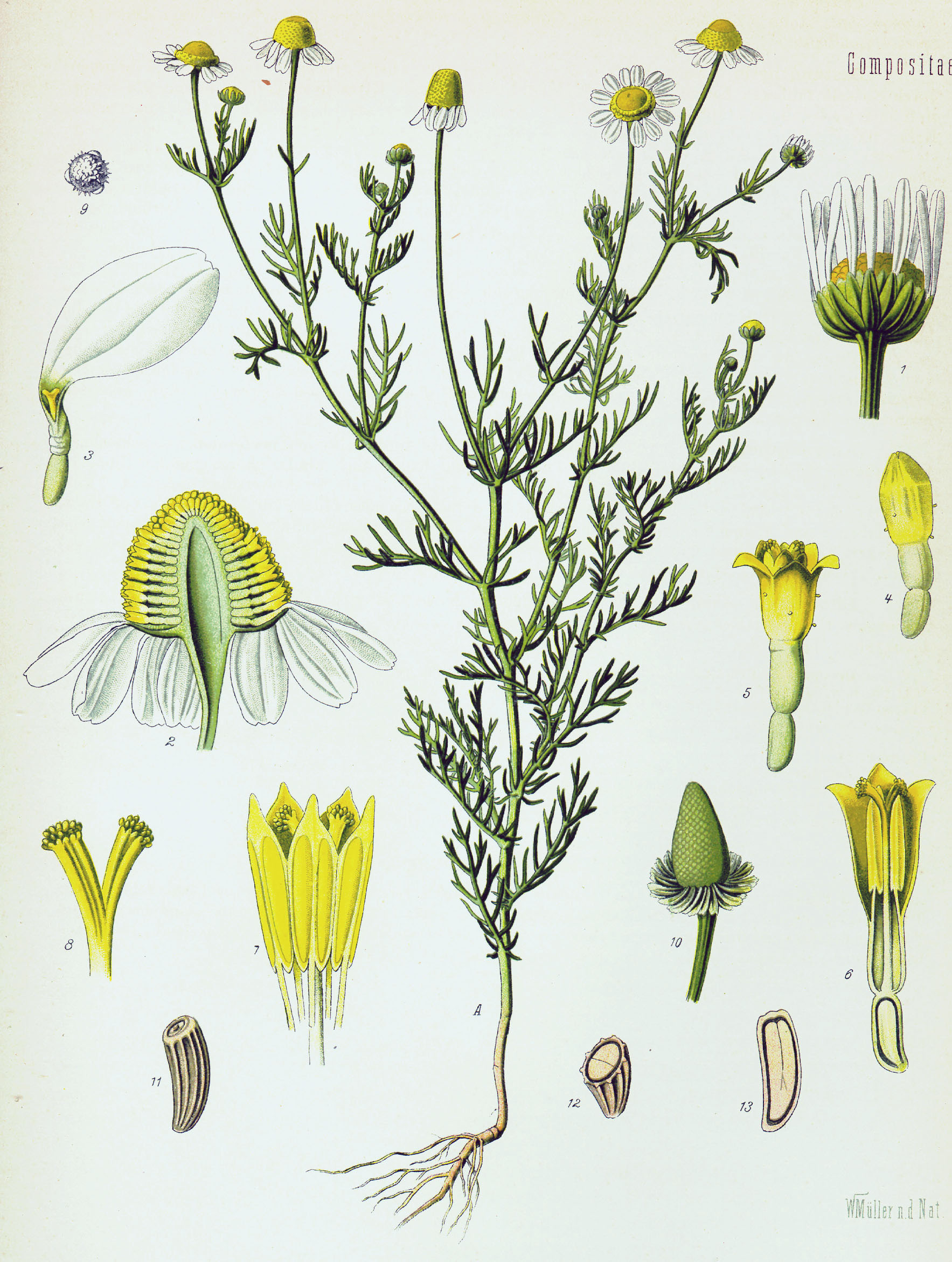 Chamomile (Kamomiy) — Matricaria chamomilla, used in Haitian and Caribbean herbal tradition