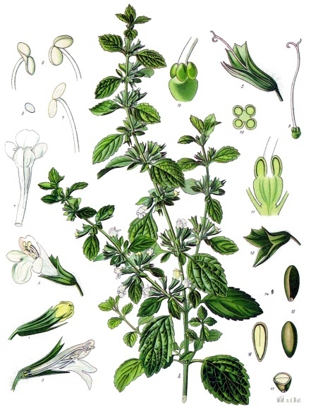 Lemon balm (Melís (Sitron bòm)) — Melissa officinalis, used in Haitian and Caribbean herbal tradition