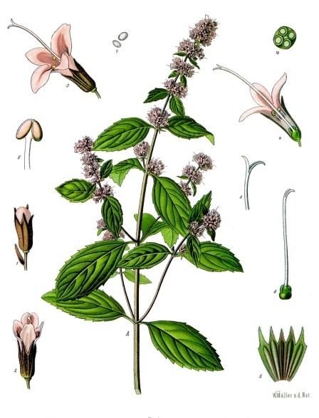 Peppermint (Mant poivre) — Mentha × piperita, used in Haitian and Caribbean herbal tradition