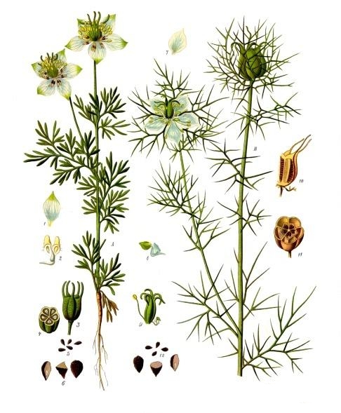 Black cumin (Grenn nwa) — Nigella sativa, used in Haitian and Caribbean herbal tradition