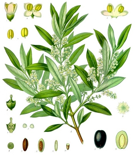 Olive (Oliv) — Olea europaea, used in Haitian and Caribbean herbal tradition