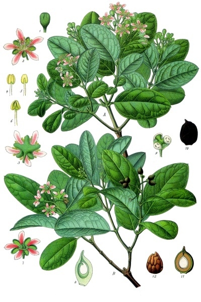 Boldo (Boldo) — Peumus boldus, used in Haitian and Caribbean herbal tradition