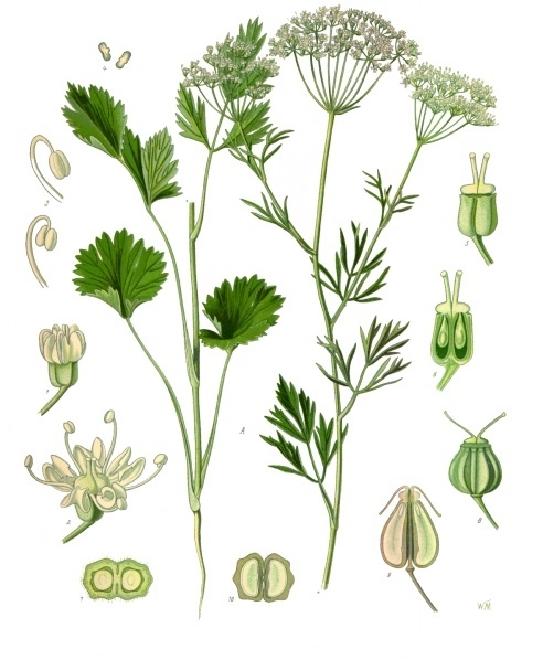 Anise (Anis vèt) — Pimpinella anisum, used in Haitian and Caribbean herbal tradition