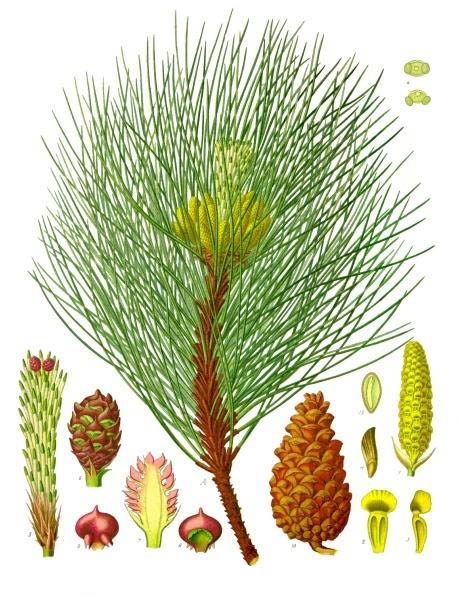 Black pine (Pen nwa) — Pinus nigra, used in Haitian and Caribbean herbal tradition