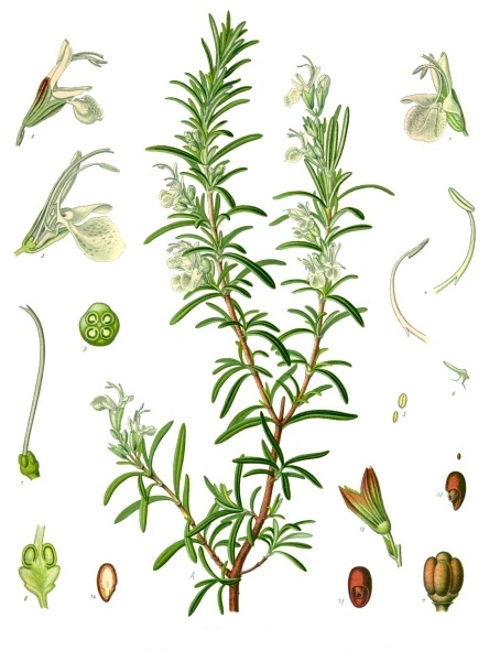 Rosemary (womaren) — Rosmarinus officinalis, used in Haitian and Caribbean herbal tradition