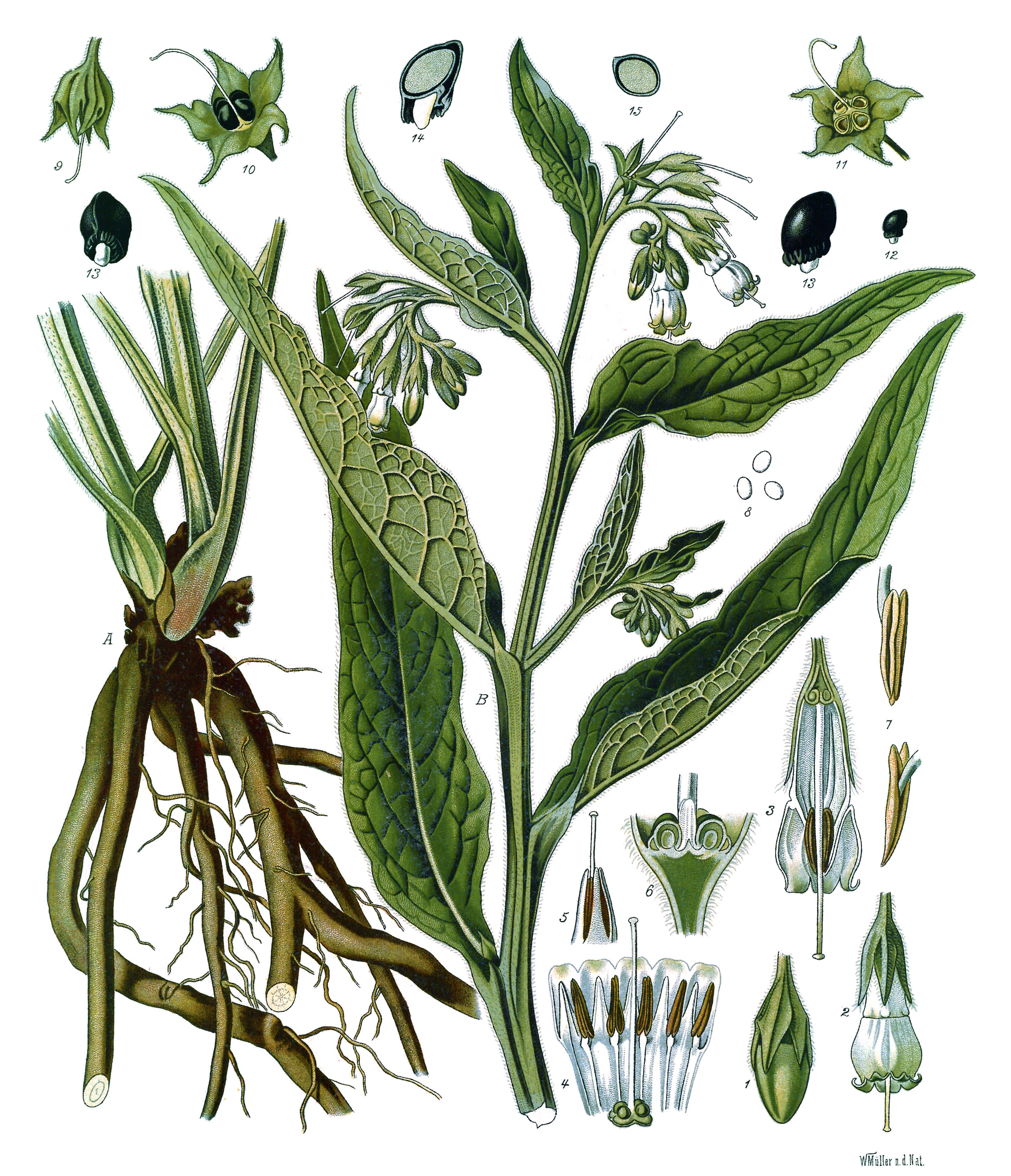 Comfrey (Konsonn) — Symphytum officinale, used in Haitian and Caribbean herbal tradition
