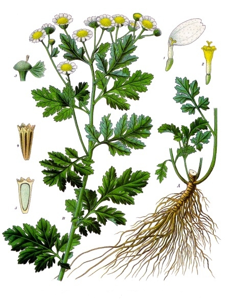 Feverfew (Kamomiy mawon) — Tanacetum parthenium, used in Haitian and Caribbean herbal tradition