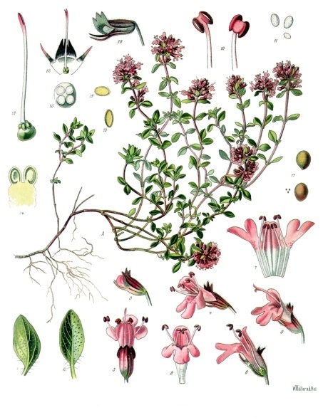 Wild thyme (Ti ten) — Thymus serpyllum, used in Haitian and Caribbean herbal tradition