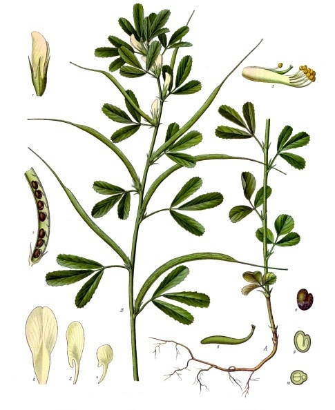 Fenugreek (Fenogrèk) — Trigonella foenum-graecum, used in Haitian and Caribbean herbal tradition