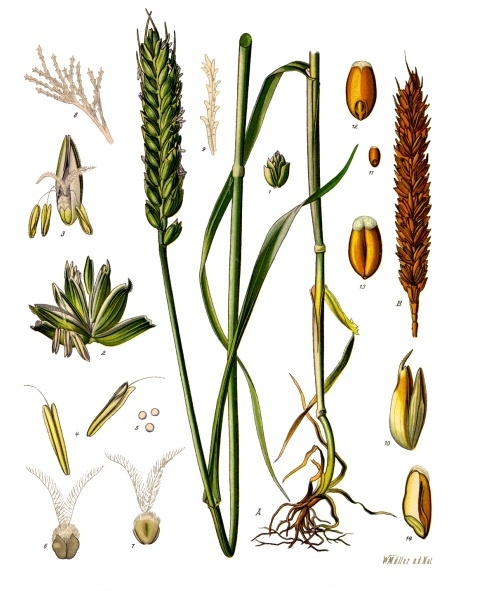 Wheat germ (Jèm ble) — Triticum vulgare, used in Haitian and Caribbean herbal tradition