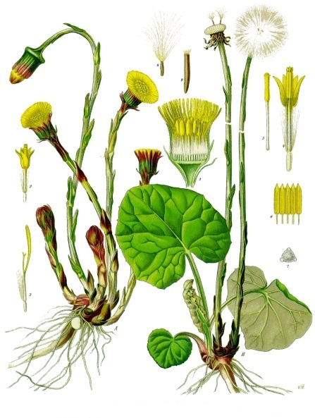 Coltsfoot (Zèb tou) — Tussilago farfara, used in Haitian and Caribbean herbal tradition