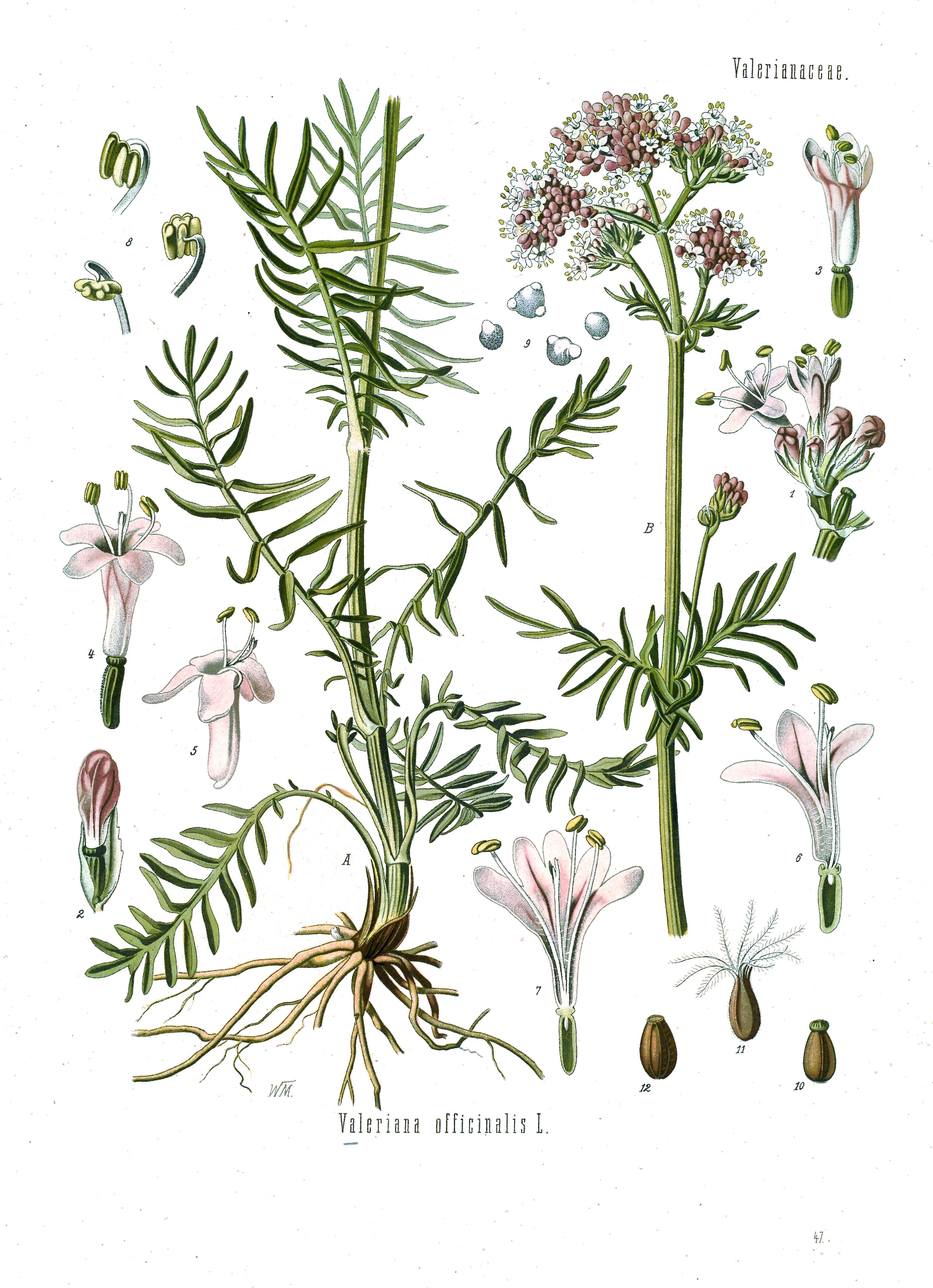 Valerian (Valeryàn) — Valeriana officinalis, used in Haitian and Caribbean herbal tradition