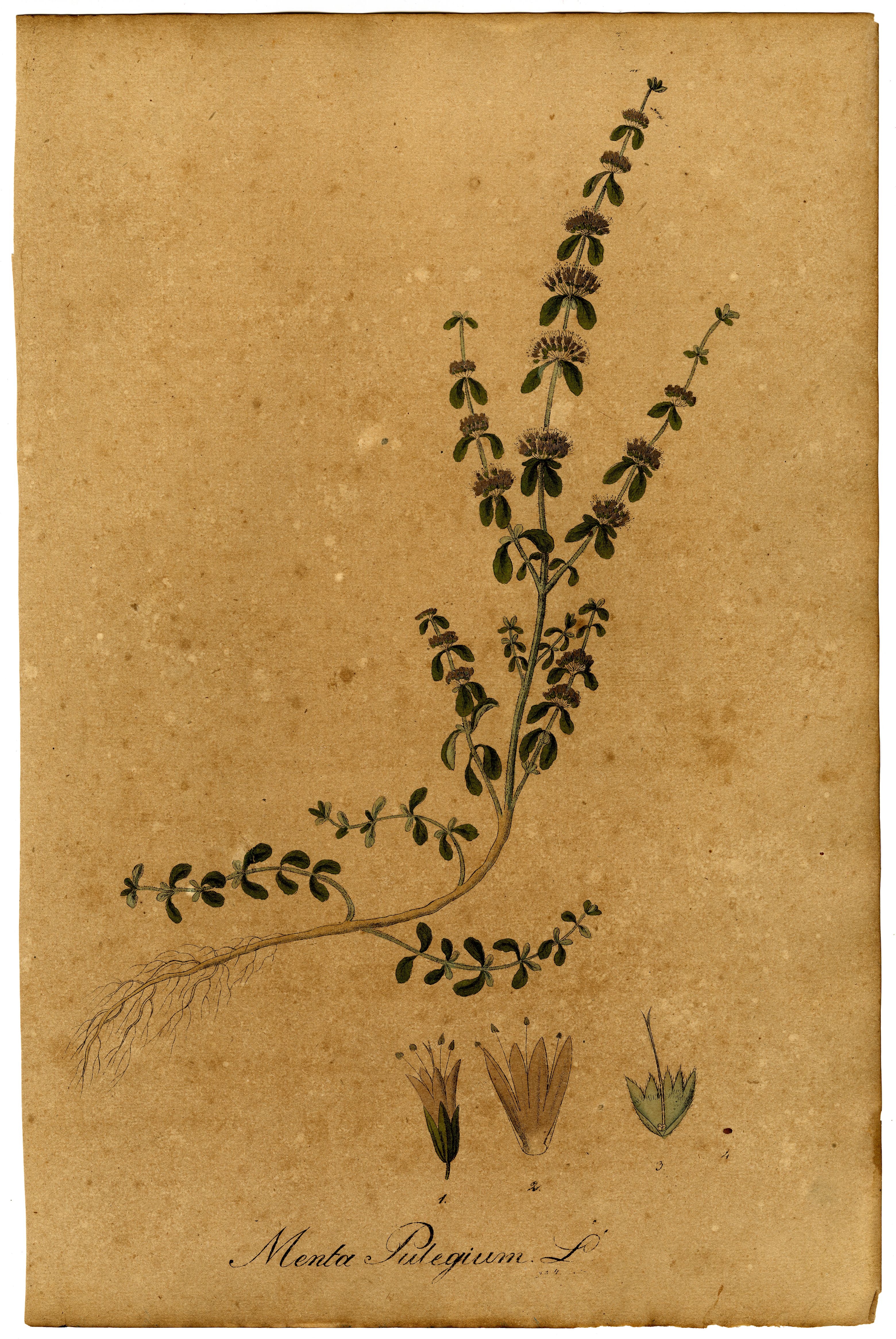 Pennyroyal (Poulyò) — Mentha pulegium, used in Haitian and Caribbean herbal tradition