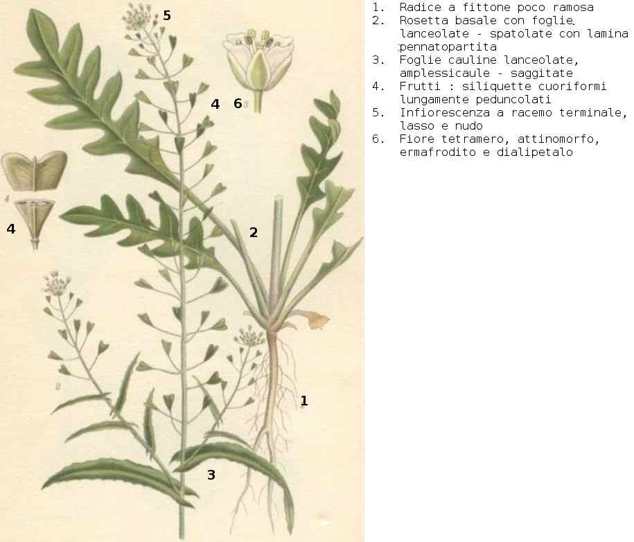 Shepherd's purse (Bous paste) — Capsella bursa-pastoris, used in Haitian and Caribbean herbal tradition