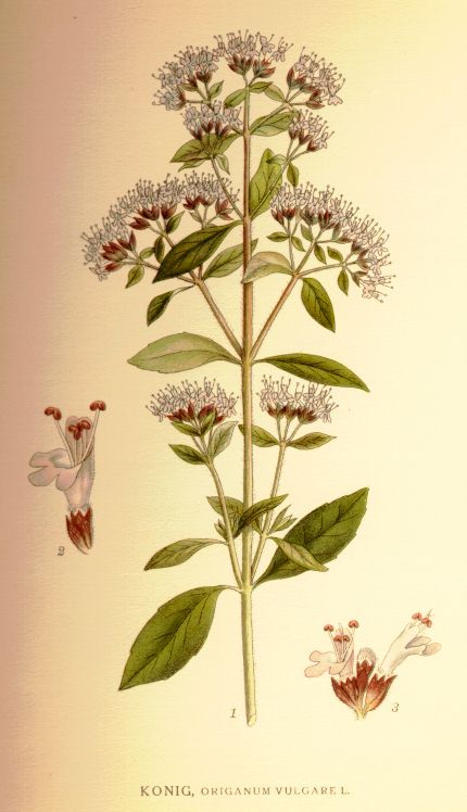 Wild oregano (Oregan sovaj) — Origanum vulgare, used in Haitian and Caribbean herbal tradition