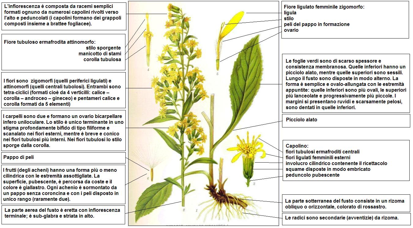 Goldenrod (solidaj) — Solidago virgaurea, used in Haitian and Caribbean herbal tradition