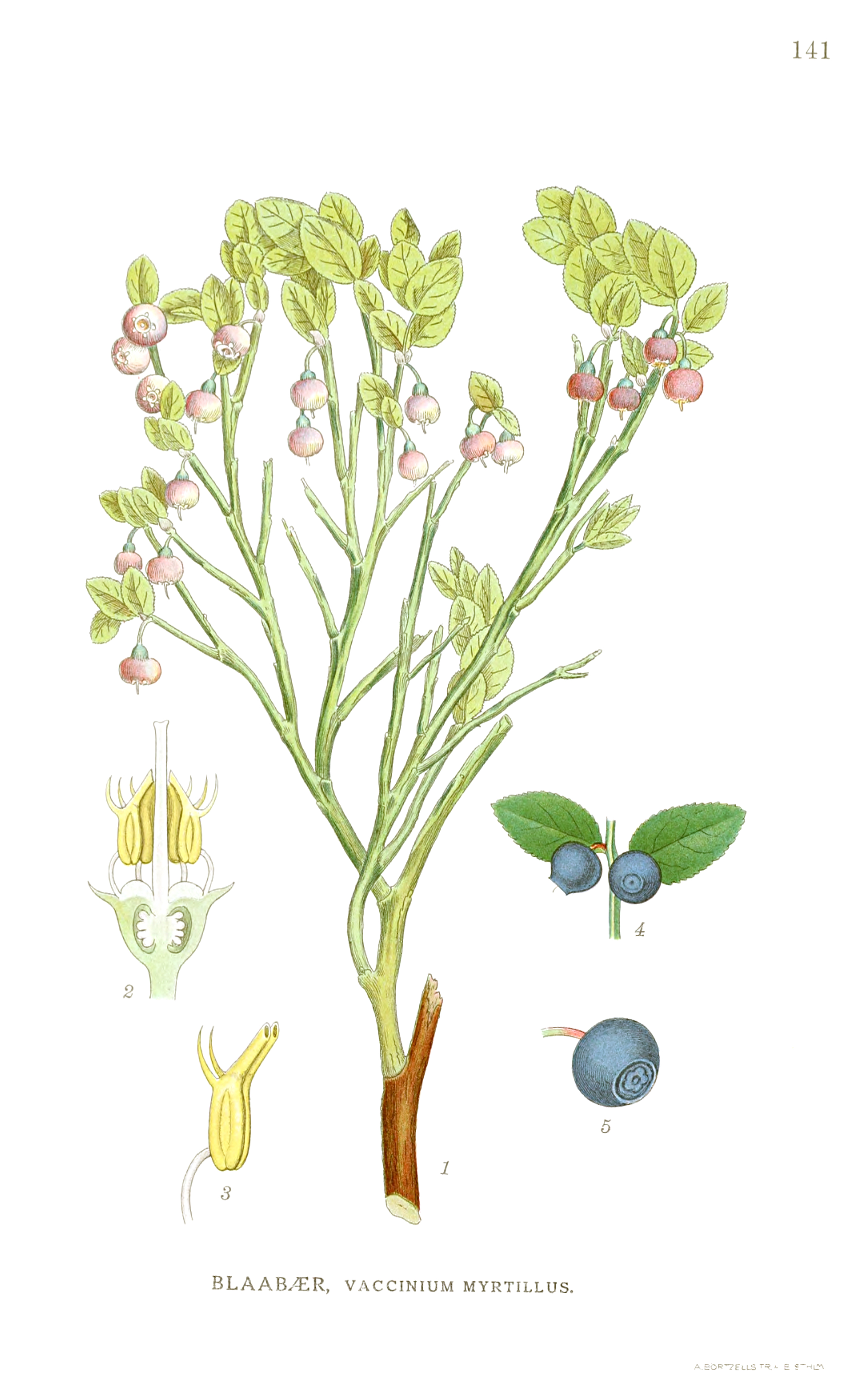 Blueberry (Blè ti) — Vaccinium myrtillus, used in Haitian and Caribbean herbal tradition