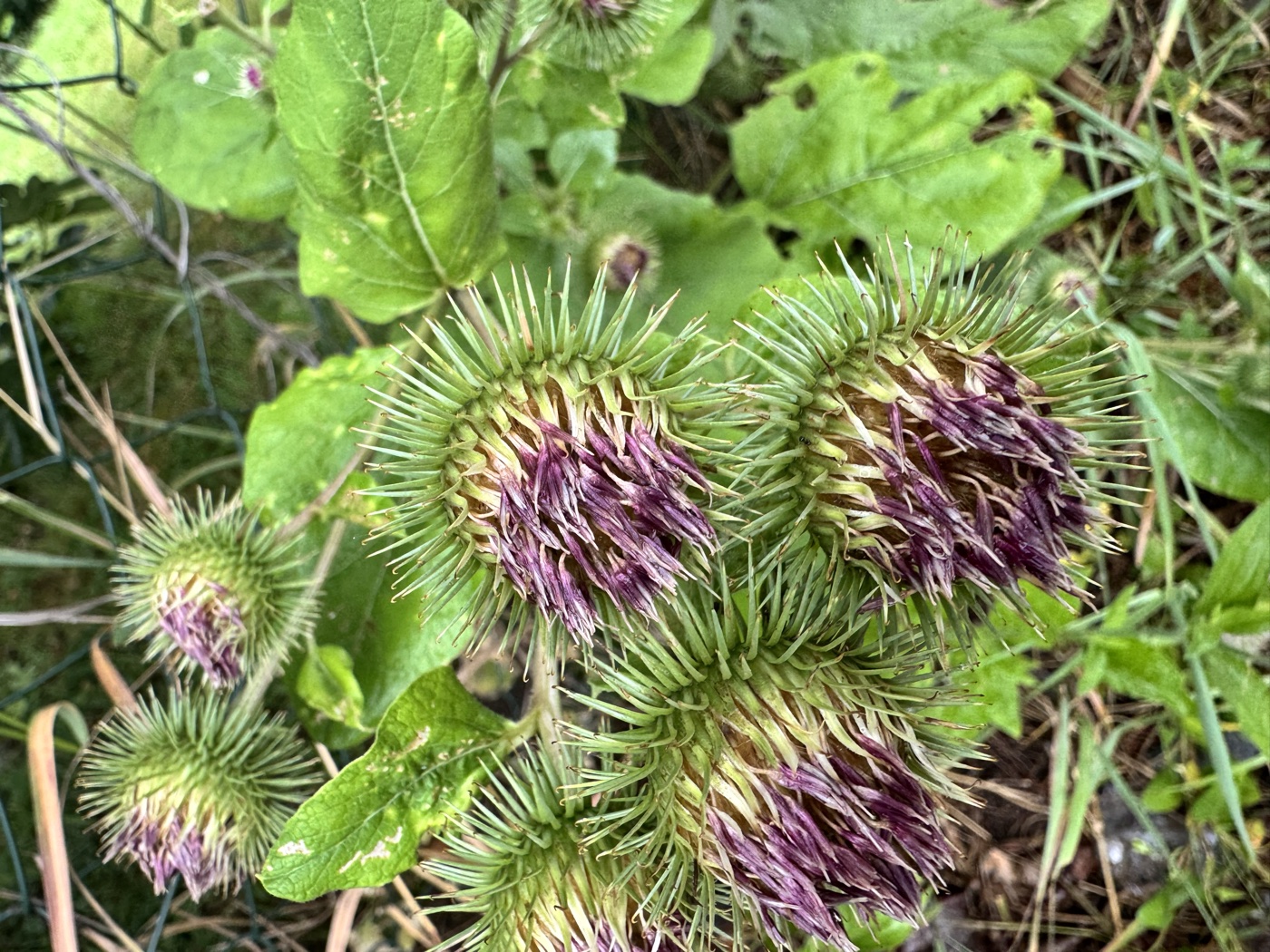 Burdock (Baròk) — Arctium lappa, used in Haitian and Caribbean herbal tradition
