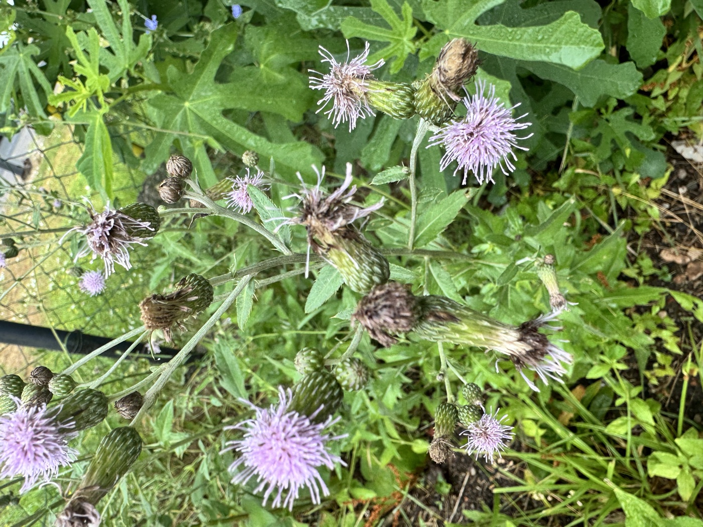 Creeping thistle — Cirsium arvense, used in Haitian and Caribbean herbal tradition