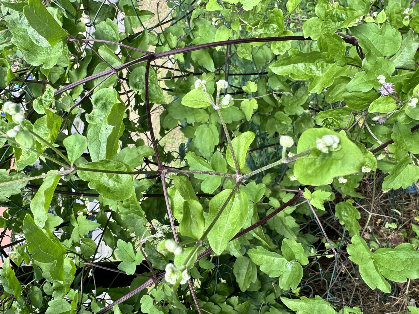 Traveller's-joy — Clematis vitalba, used in Haitian and Caribbean herbal tradition