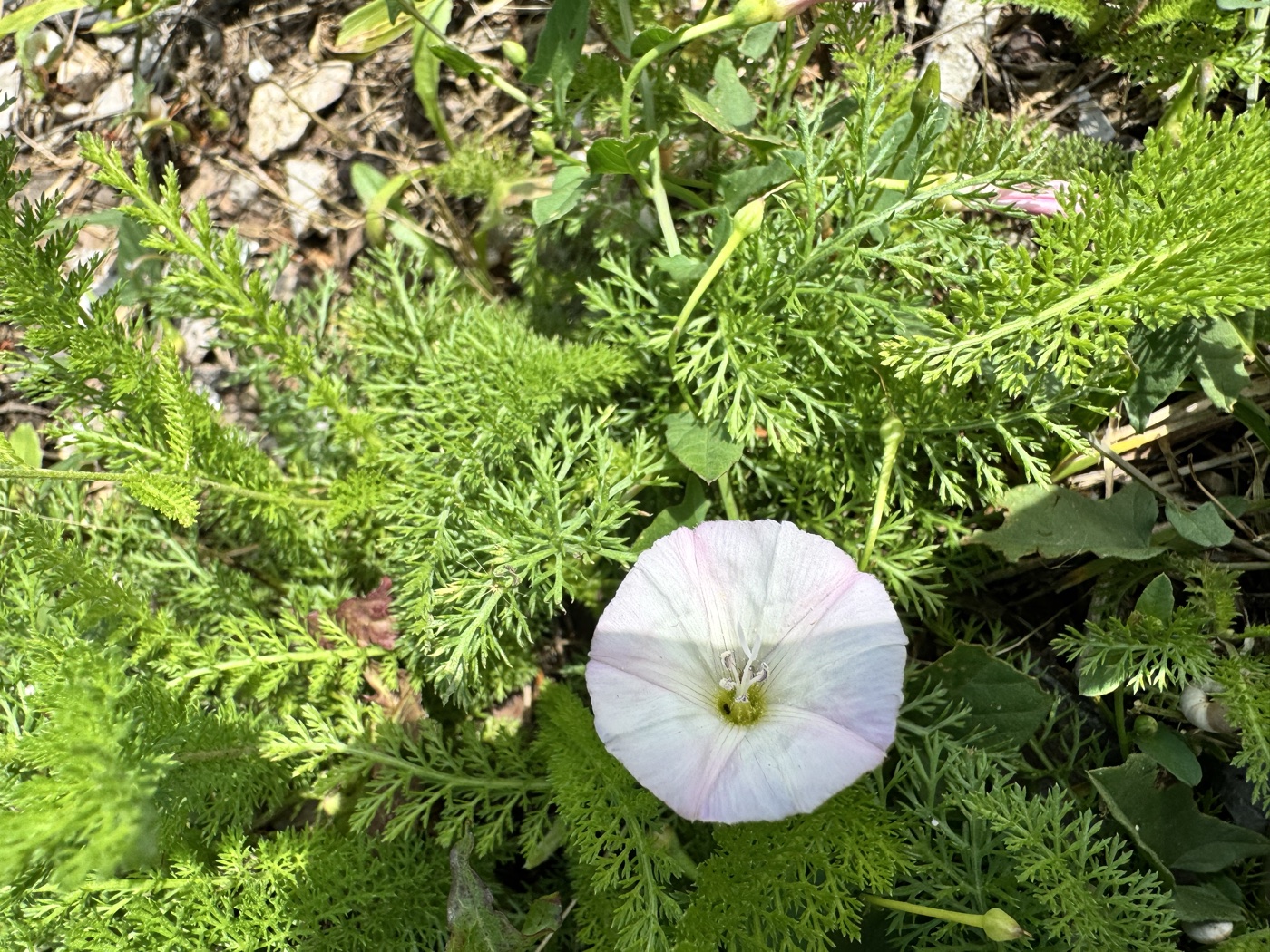 Field bindweed — Convolvulus arvensis, used in Haitian and Caribbean herbal tradition